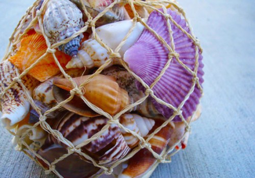Sea Shell; Supply / Esty